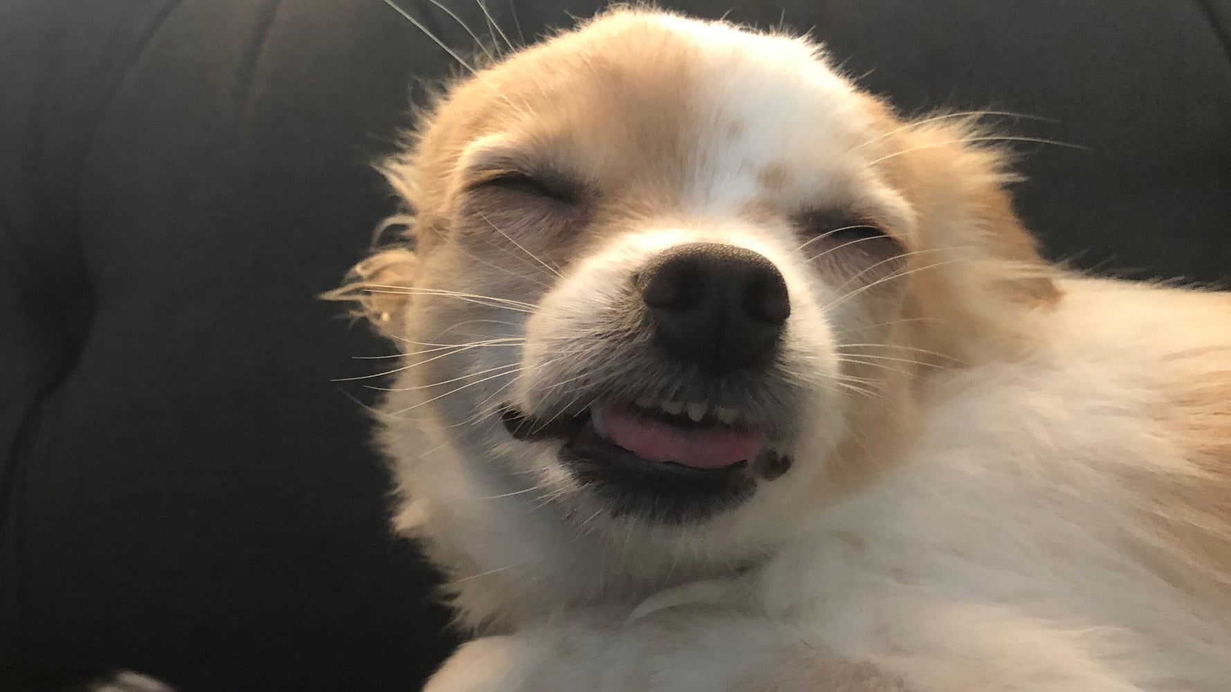 What To Do If Your Dog Eats Weed HuffPost Life