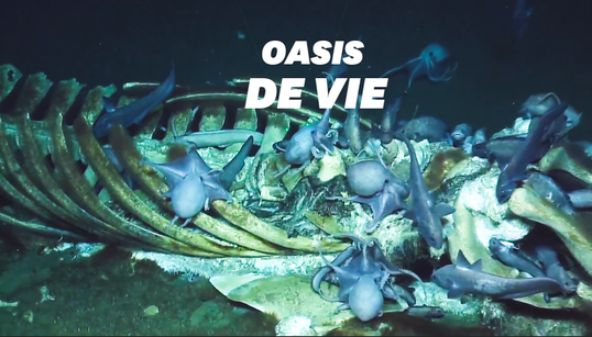 L’incroyable découverte d’une carcasse de baleine abritant des centaines