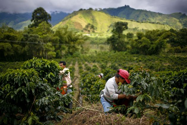 Des travailleurs agricoles récoltent du café Arabica à Gigante, en Colombie. Beaucoup...
