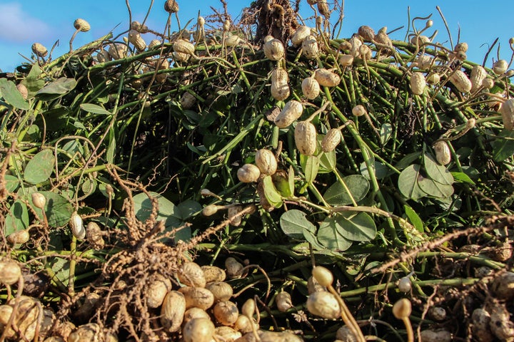 Peanuts, shown here, cost only $803 per acre to grow, compared to the $2,900 per acre it costs to grow almonds.