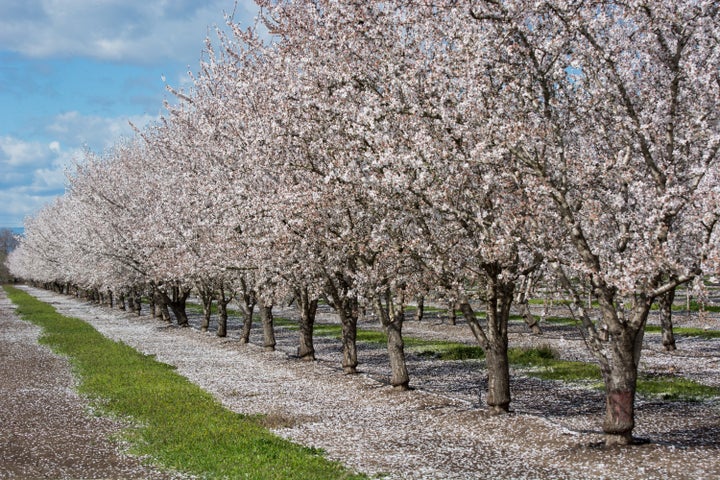 California almond trees, seen here in their flowering state, take four to five years to produce enough almonds to make a profit.