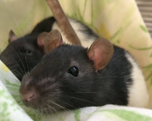 Two rats spending time together at the San Diego Humane Society.