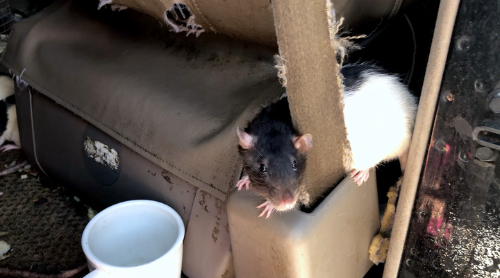 78 rats found living in squalor in Escondido van