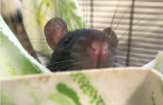 A rat now in the care of San Diego Humane Society.