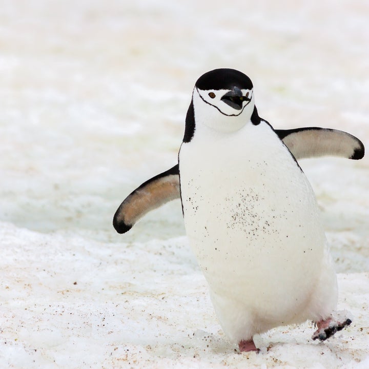 ペンギンの可愛いすぎるトリビア大集合 ソリのように移動し 顔にあごひも 画像集 ハフポスト Life