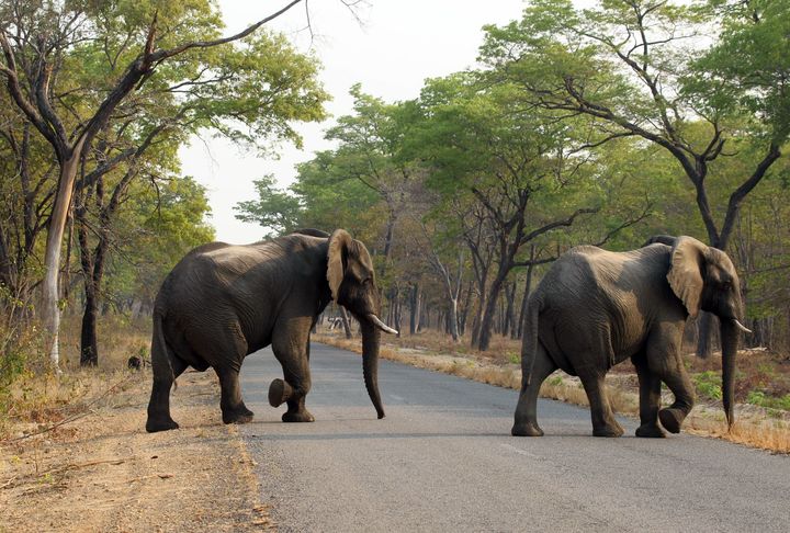 File picture of elephants crossing the road in Hwange National Park, 2015