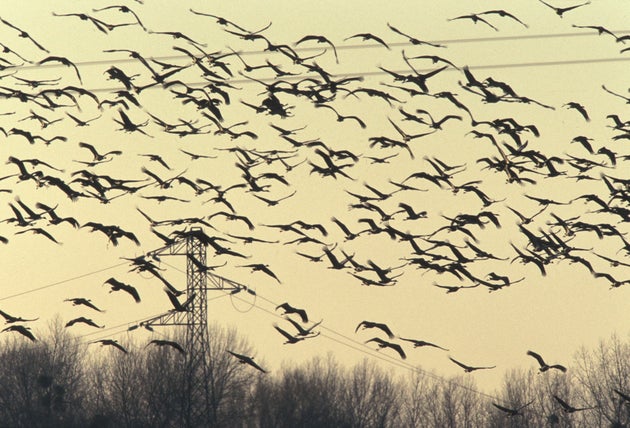 Cette Vidéo De La Migration Des Grues Au Dessus Dagen Vaut