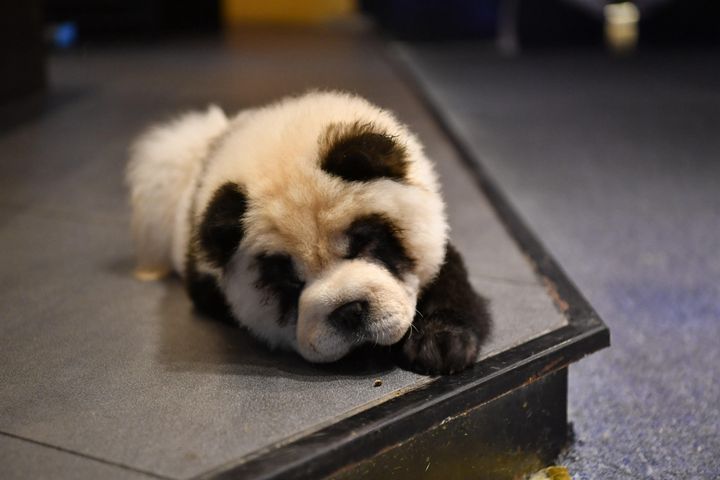 Τσεντού, Κίνα. Σκύλος που τον έχουν βάψει ώστε να μοιάζει με πάντα. 