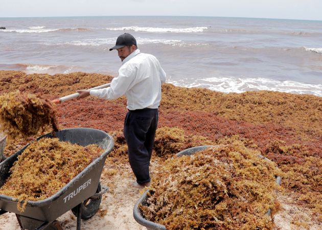 Les Sargasses Un Fléau Pour Les Plages Une Opportunité