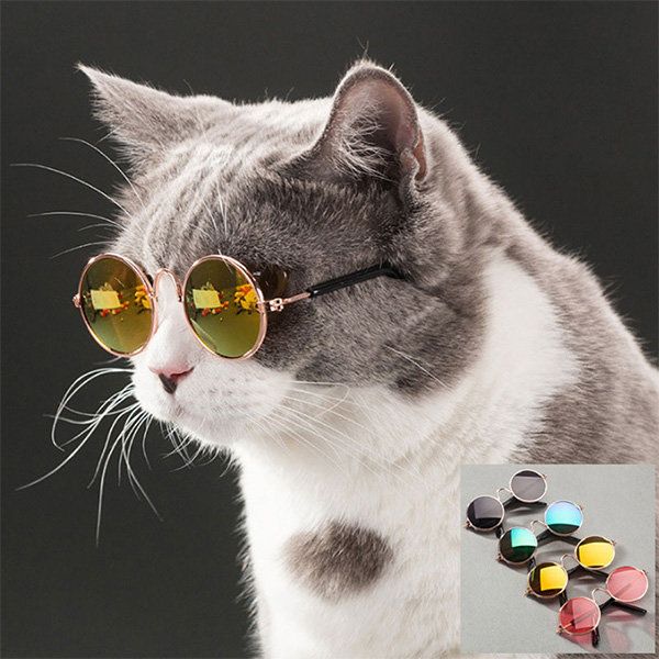 Sure, you probably think your cat is cool, but <a href="https://www.theapollobox.com/product/sku700100/pet-sunglasses" target