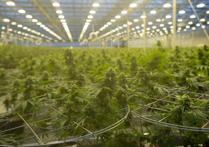 Cannabis plants are seen during a tour of a Hexo Corp. production facility in Masson Angers, Que., on Oct. 11, 2018.