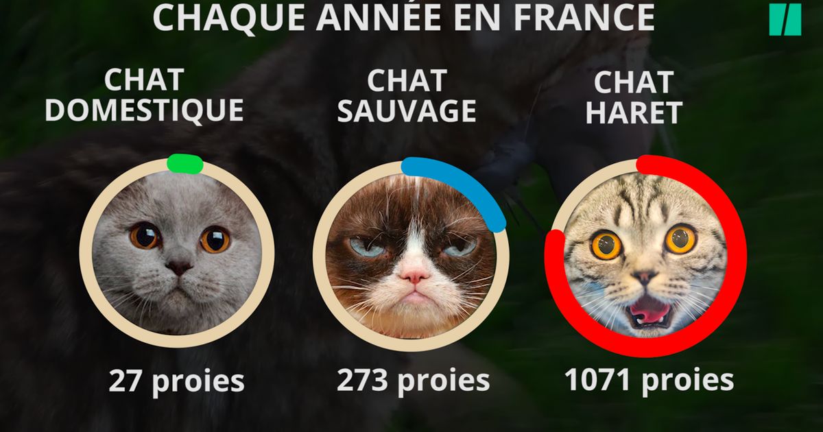 Votre Chat Est Une Catastrophe Ecologique Voici Comment Limiter Les Degats Le Huffpost