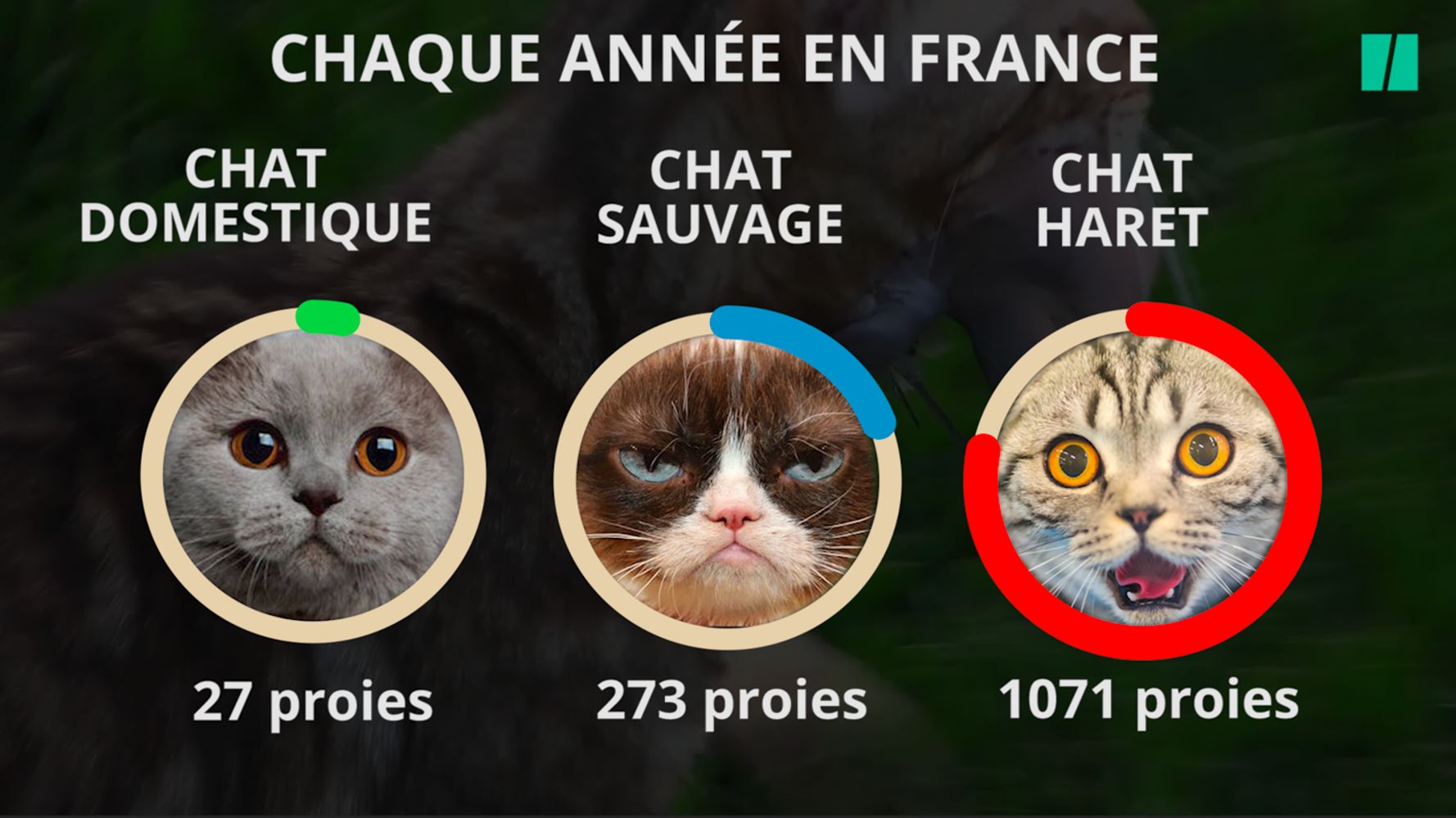 Votre Chat Est Une Catastrophe Ecologique Voici Comment Limiter Les Degats Le Huffpost