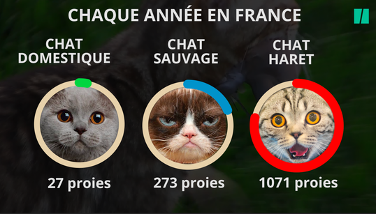 Votre chat est une catastrophe écologique, voici comment limiter les