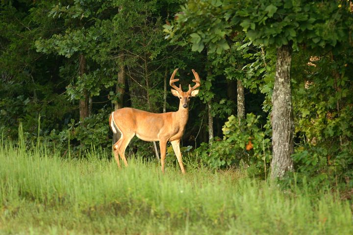 The buck attacked 66-year-old Thomas Alexander when he went to check if it was dead after he shot it (file picture)
