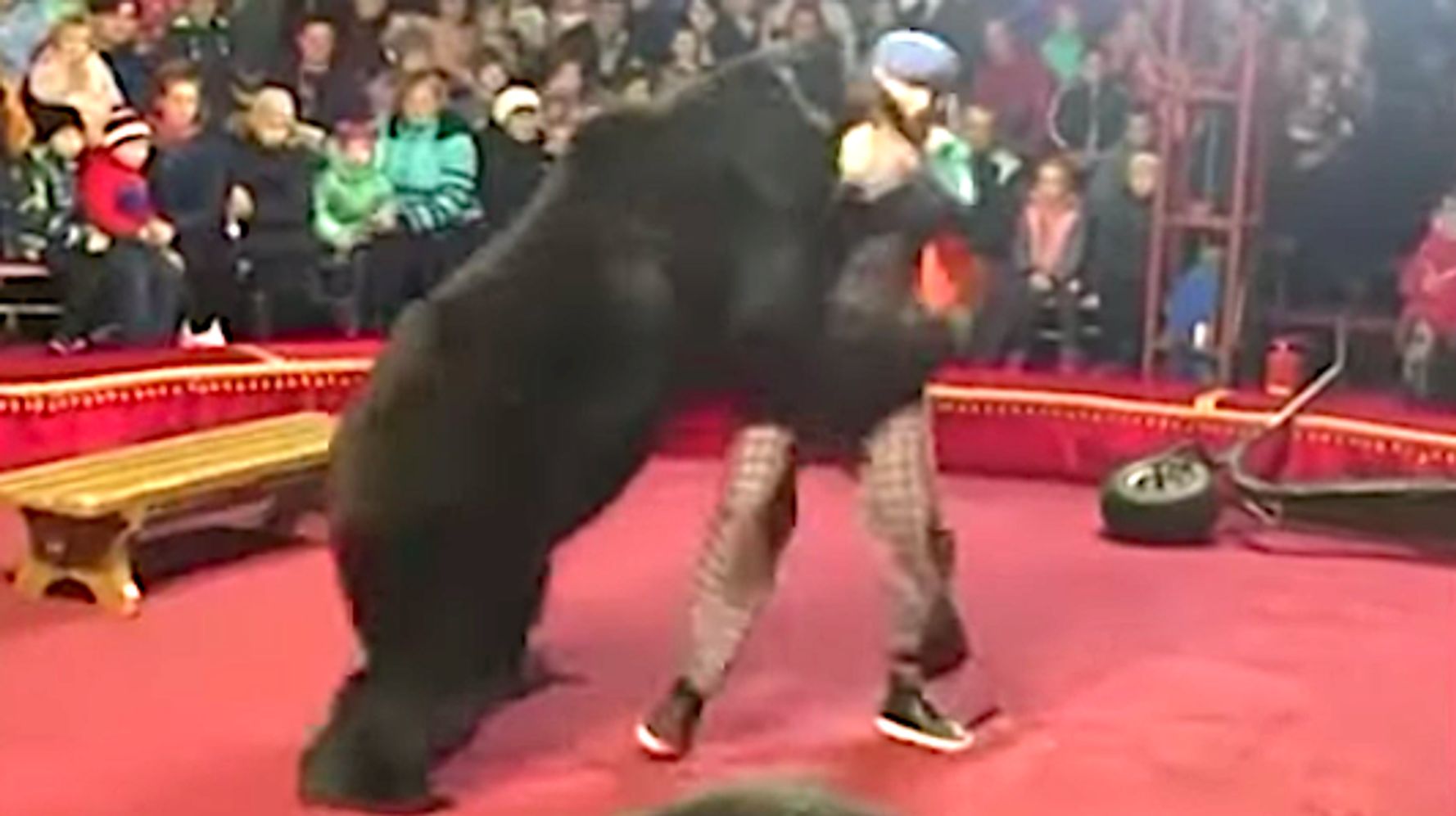 Russian Circus Bear Mauls Trainer As Shrieking Spectators Flee | HuffPost  Impact