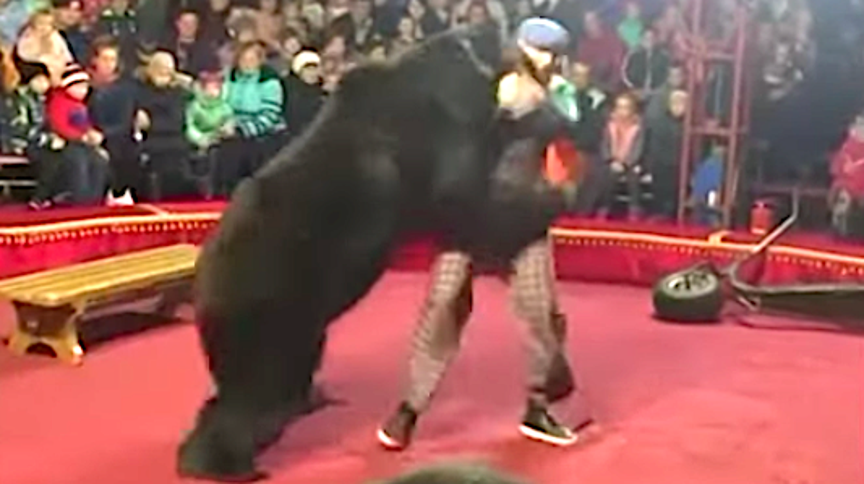 Russian Circus Bear Mauls Trainer As Shrieking Spectators Flee | HuffPost Impact Russian Circus Bear Mauls Trainer As Shrieking Spectators Flee | HuffPost Impact