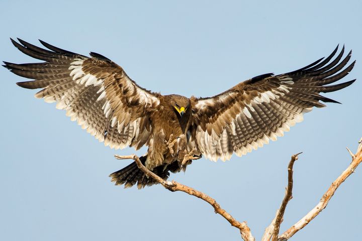A steppe eagle.