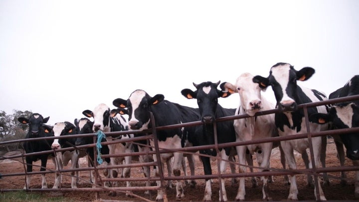 Vacas de la cooperativa Leche Gaza.