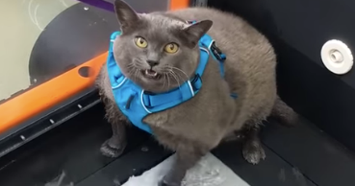 Everyone's Rooting For CinderBlock, An Obese Cat Who Dislikes Her