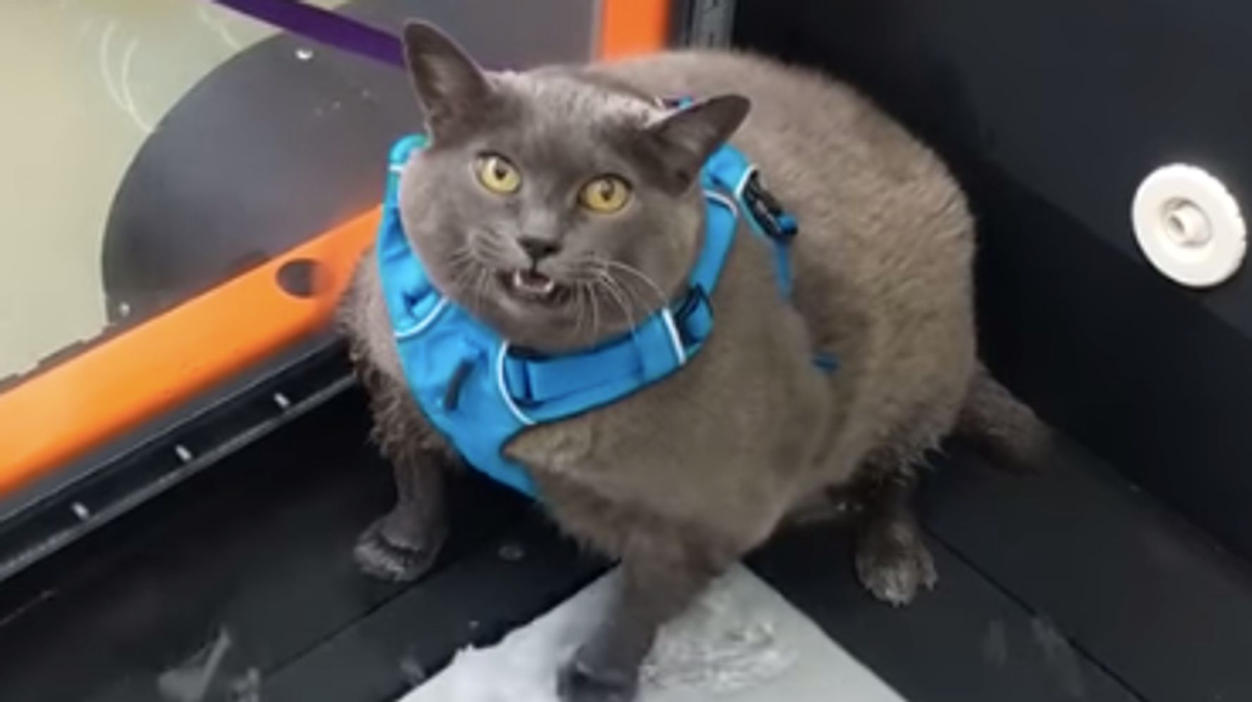 Grumpy-looking cat goes viral, cheers millions