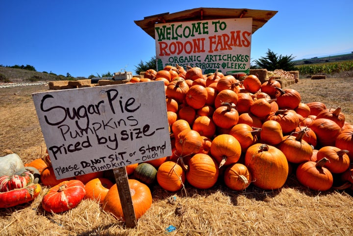 Sugar pie pumpkins for sale at a farm sale in a field in California.