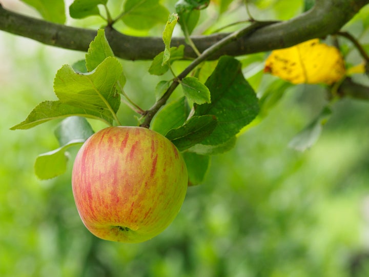 The King of Pippins adds some extra flavor when the apples are left unpeeled.