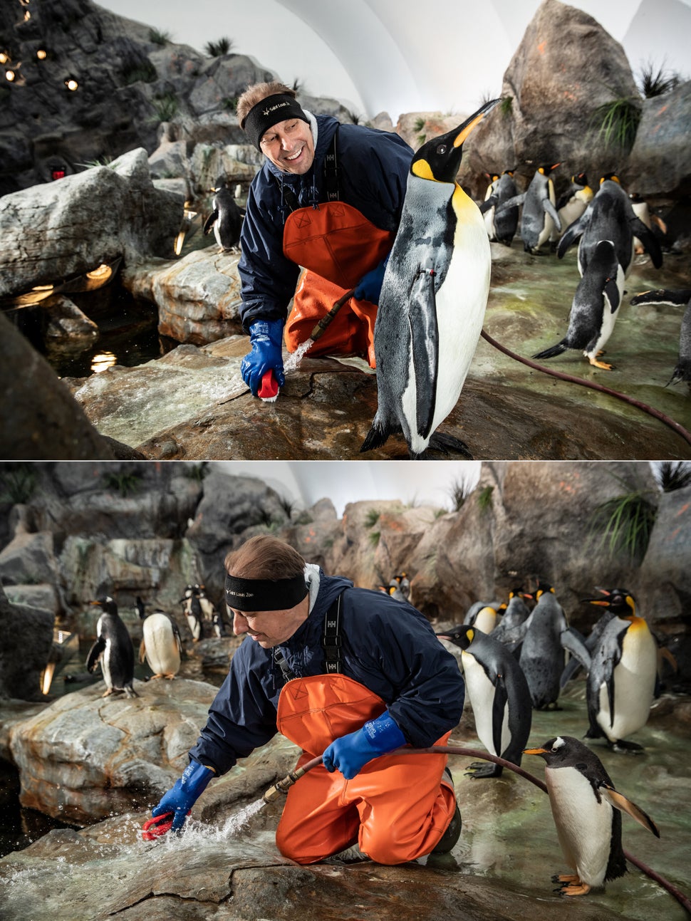 Penguins watch as Smith cleans the penguin habitat at the St. Louis Zoo.