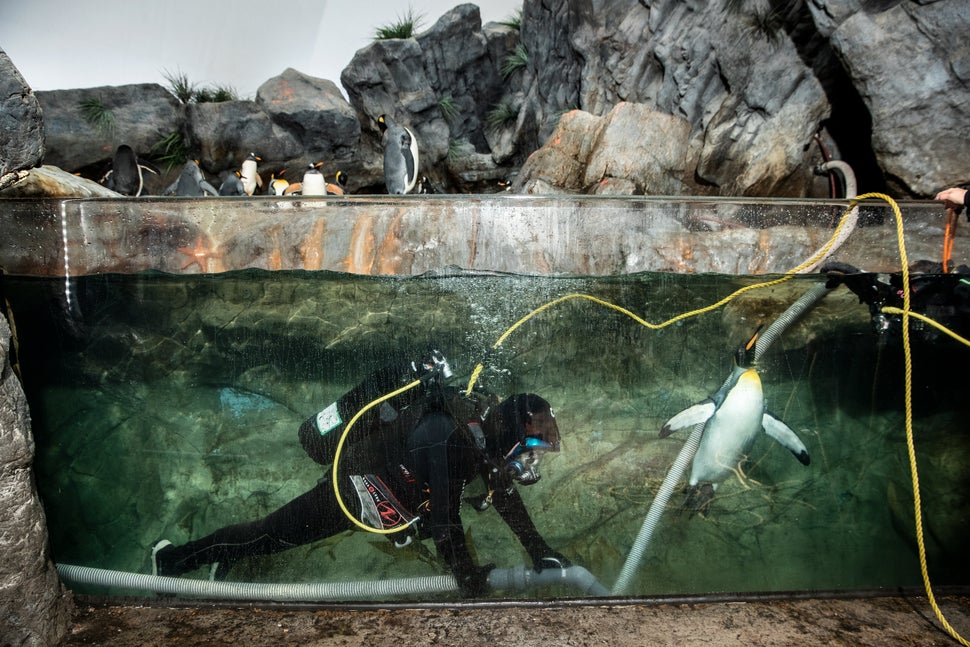 Smith in full scuba gear while cleaning the penguin tank with a penguin friend nearby at the St. Louis Zoo.