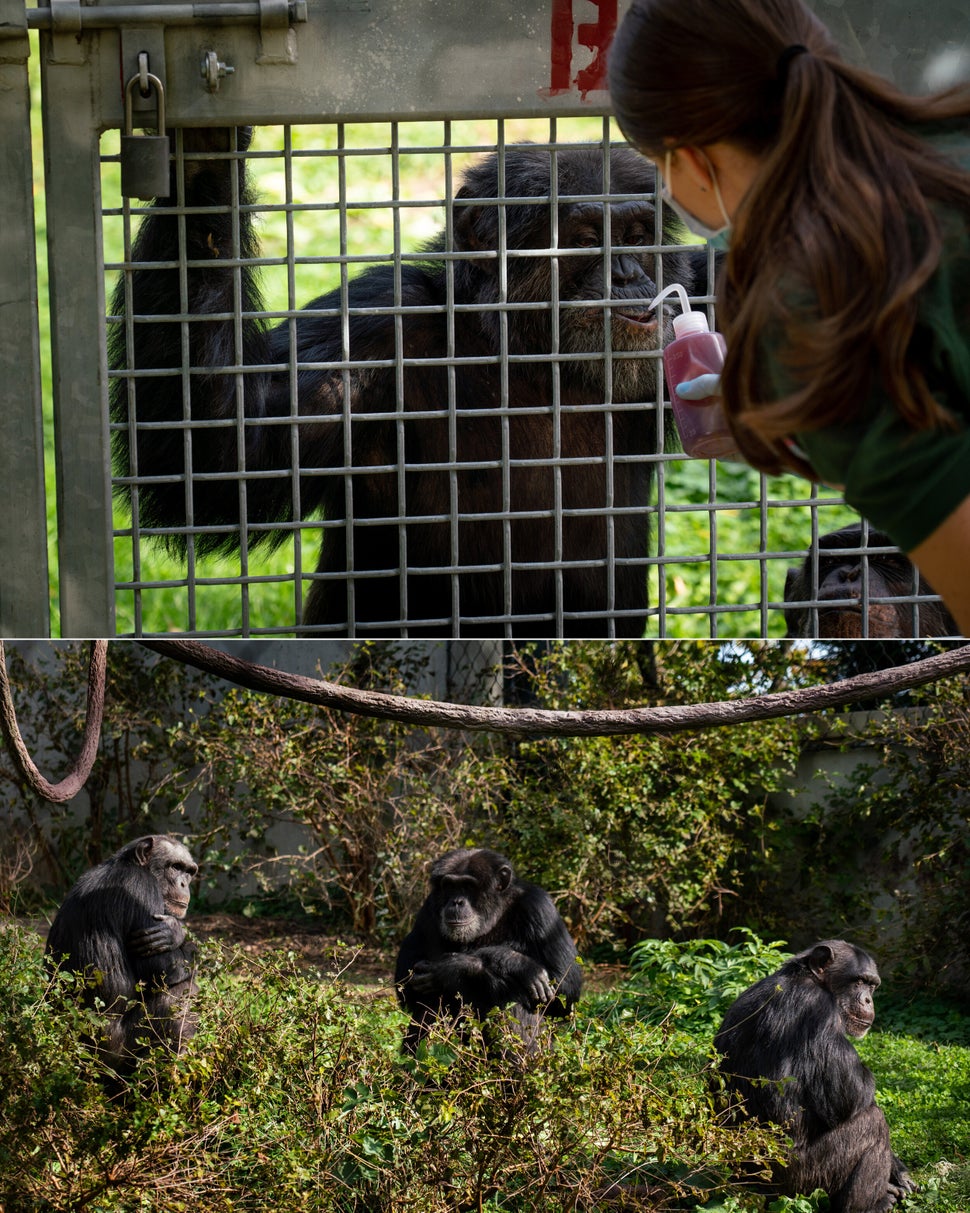 Top: Mohr tends to chimpanzees in an outside area of the zoo. Bottom: Chimpanzees at the zoo.