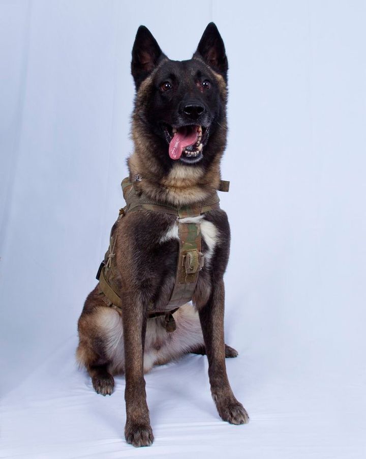 In this photo provided by the White House via the Twitter account of President Donald Trump after it was declassified by Trump, a photo of the military working dog that was injured tracking down Abu Bakr al-Baghdadi in a tunnel beneath his compound in Syria. Joint chiefs Chairman Gen. Mark Milley told reporters Monday that the animal "performed a tremendous service" and said the dog was "slightly wounded" but is now recovering and has returned to duty at an undisclosed location. The dog's name remains classified. (White House via AP)