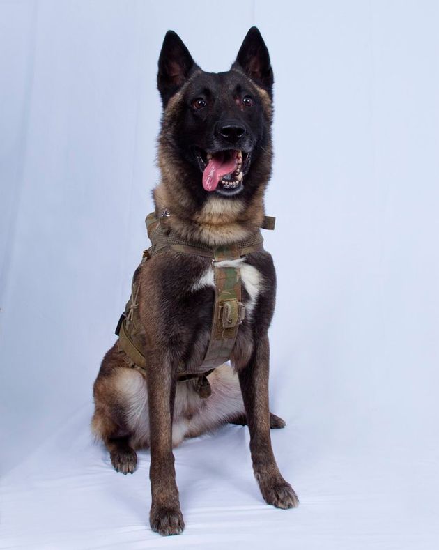 In this photo provided by the White House via the Twitter account of President Donald Trump after it was declassified by Trump, a photo of the military working dog that was injured tracking down Abu Bakr al-Baghdadi in a tunnel beneath his compound in Syria. Joint chiefs Chairman Gen. Mark Milley told reporters Monday that the animal 