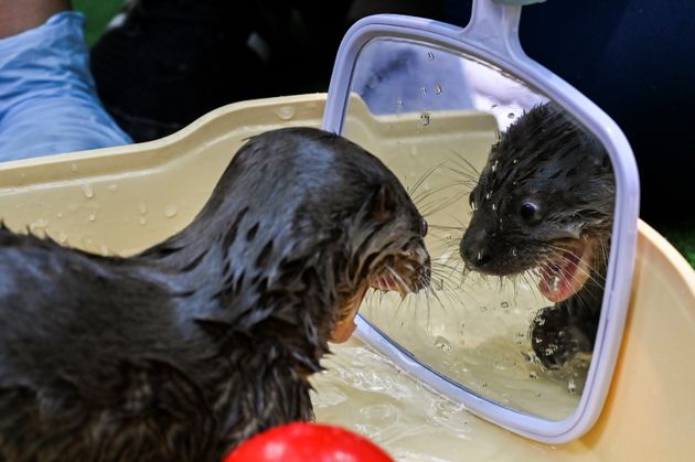TOPSHOT - A river otter (lontra longicaudis) of 6-weeks-old looks in the mirror during a bath in the...