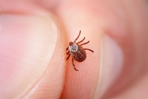 Tick-Borne Encephalitis Found In UK For First Time – What You Need To Know