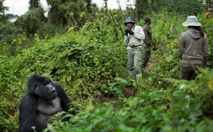 In this Friday, Sept. 4, 2015 file photo, a tourist takes photos of a male silverback mountain gorilla from the family of mountain gorillas named Amahoro, which means "peace" in the Rwandan language, in the dense forest on the slopes of Mount Bisoke volcano in Volcanoes National Park, northern Rwanda. In some parts of Africa, tourists and researchers routinely trek into the undergrowth to see gorillas in their natural habitat where there are no barriers or enclosures. 