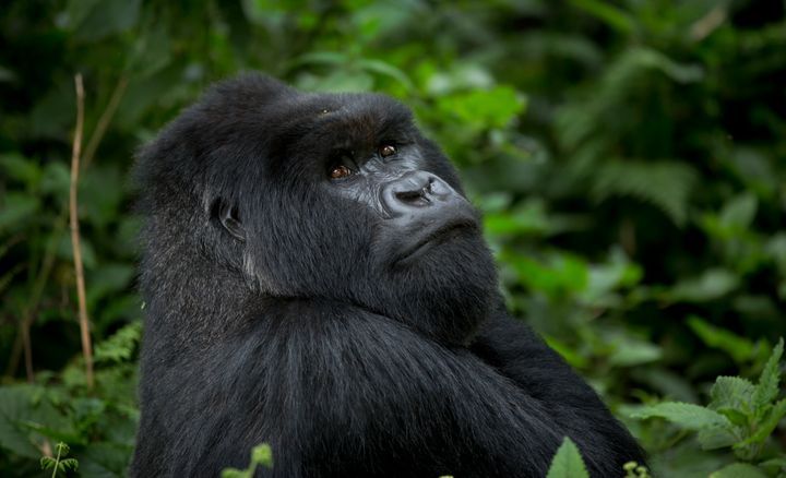 FILE - In this Friday, Sept. 4, 2015 file photo, a male silverback mountain gorilla from the family of mountain gorillas named Amahoro, which means "peace" in the Rwandan language, sits in the dense forest on the slopes of Mount Bisoke volcano in Volcanoes National Park, northern Rwanda. In some parts of Africa, tourists and researchers routinely trek into the undergrowth to see gorillas in their natural habitat where there are no barriers or enclosures. (AP Photo/Ben Curtis, File)