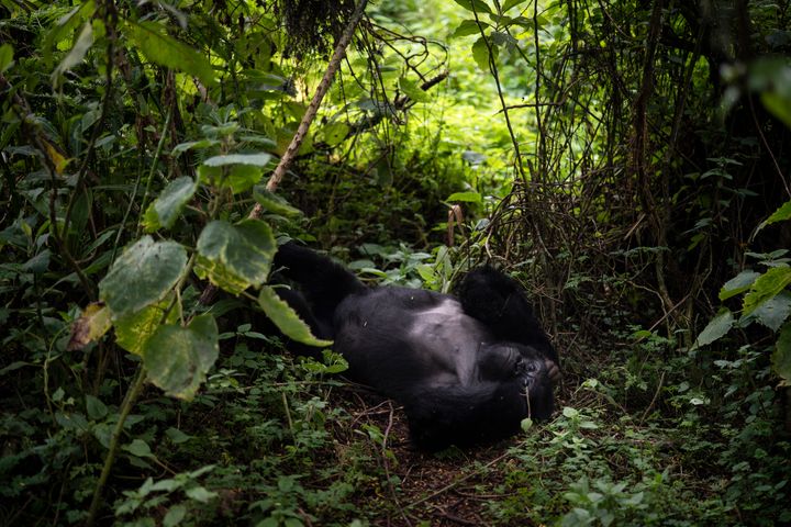 In this Sept. 2, 2019 photo, a silverback mountain gorilla named Segasira lies under a tree in the Volcanoes National Park, Rwanda. Once depicted in legends and films like “King Kong” as fearsome beasts, gorillas are actually languid primates that eat only plants and insects, and live in fairly stable, extended family groups. Their strength and chest-thumping displays are generally reserved for contests between male rivals.