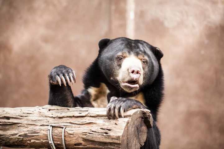 奇妙だよ マレーグマは人間が入っているようにしか見えない 画像集 ハフポスト Life