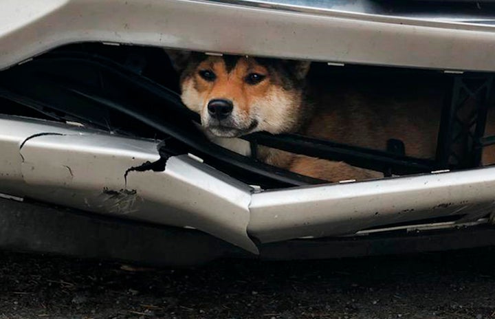 In this Monday, Oct. 28, 2019 photo provided by the Rotterdam, N.Y., Police, Coco, a Shiba inu, is trapped inside the bumper