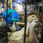 ニューヨークでフォアグラ提供禁止へ　肥育法に「動物虐待」と批判