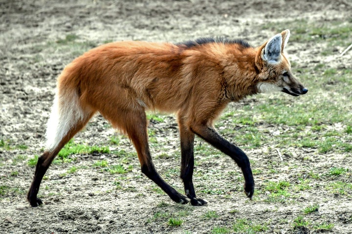 タテガミオオカミ