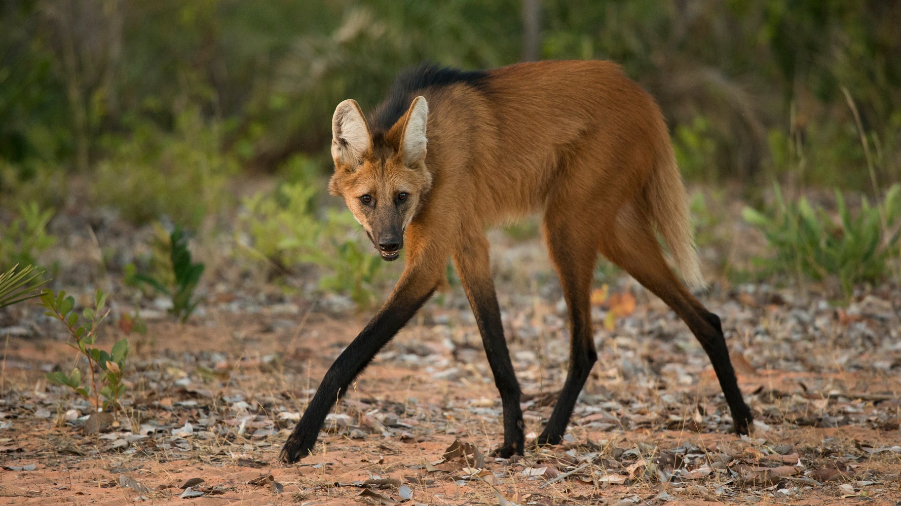 モデルさんですか タテガミオオカミが美脚すぎてやばい 画像集 ハフポスト News モデルさんですか タテガミオオカミが美脚すぎてやばい 画像集 ハフポスト News