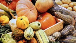 Attention aux courges amères qui ne se mangent