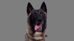 Trump publie un montage de lui décorant Conan, le chien