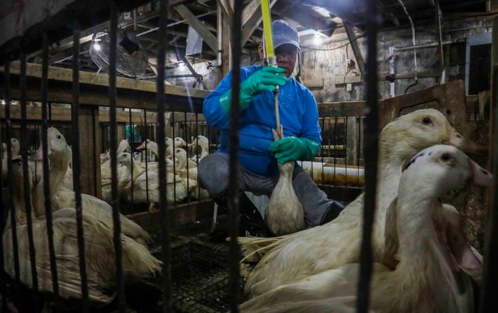 In this July 18, 2019, file photo, Moulard ducks, a hybrid white farm Peking duck and a South American Muscovy duck, are caged and force-fed at Hudson Valley Foie Gras duck farm in Ferndale, N.Y., to fatten their livers to produce foie gras. 