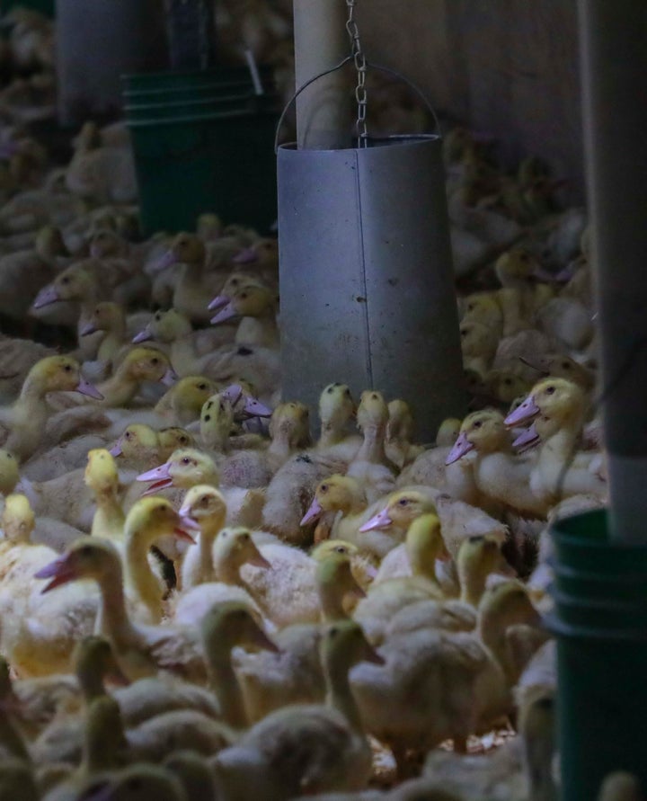 In this July 18, 2019 photo, eight-week-old Moulard ducks feed freely in a cage-free barn at Hudson Valley Foie Gras duck far