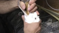 Nueva York prohibirá la venta de foie gras ante crueldad con los