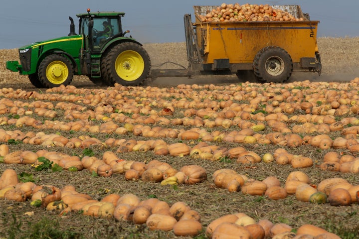 Dickinson pumpkins being harvested for the Libby's pumpkin cannery in Morton, Illinois. Their oblong shape and pale colour lead many people to question their classification as a pumpkin.