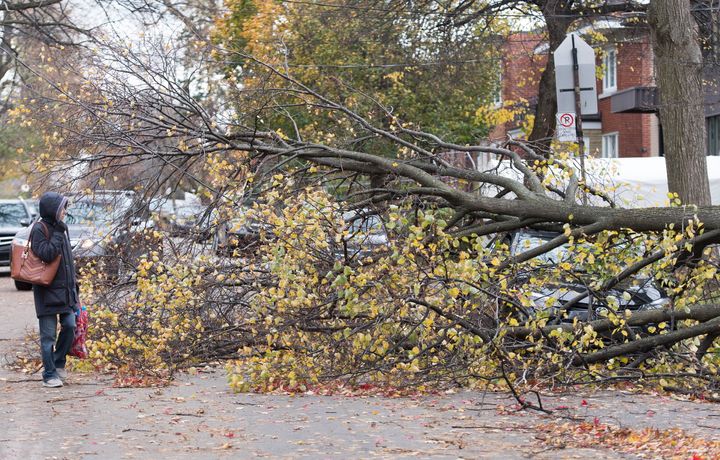 Plusieurs arbres sont tombés à Montréal en raison des forts vents.