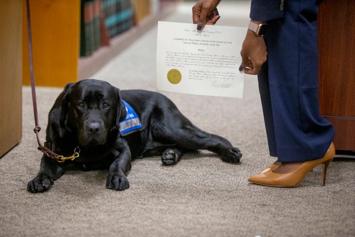 Hatty is the office's first emotional support dog/